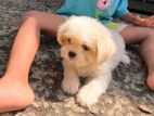 Shih Tzu Puppies