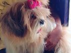 shih tzu