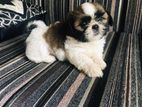 Shih Tzu Puppies