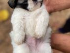 Shih Tzu Puppies