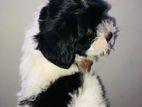 Shih Tzu Puppies