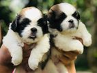 Shih-Tzu Puppies