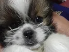 Shih Tzu Puppies