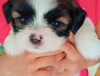 Shih Tzu Puppy