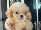 Shih Tzu Puppy