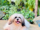 Shih-Tzu Puppies