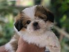 Shihtzu Puppies