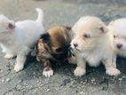 Shih Tzu Puppy