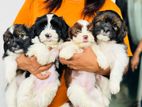 Shih Tzu Puppies