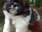 Shih Tzu Puppies