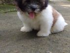 Shih Tzu Puppies