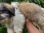 Shih Tzu Puppies