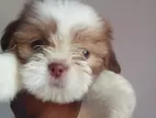 Shih Tzu Puppies