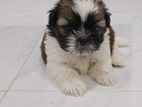Shih Tzu Puppies