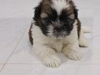 Shih Tzu Puppies