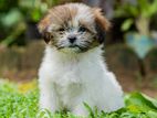 Shih Tzu Puppies