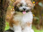 Shih Tzu Puppies