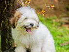 Shih Tzu Puppies