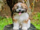 Shih Tzu