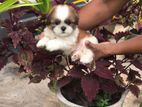 Shih Tzu Puppy