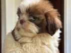 Shih Tzu Puppy