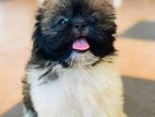 Shihtzu Puppies