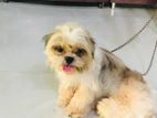 Shih Tzu Dog for Crossing