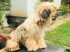 Shih Tzu Puppy