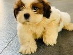 Shih Tzu Puppies