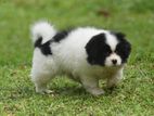 Shih Tzu Puppy