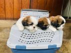 Shih Tzu Puppies
