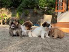 Shih Tzu Puppies