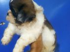 Shih Tzu Puppies