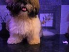 Shih Tzu Puppies