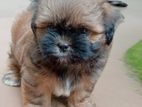 Shih Tzu Puppies