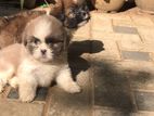 Shih Tzu Puppies