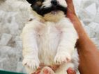 Shih Tzu Puppy