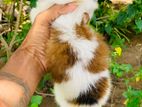 Shih Tzu Puppy