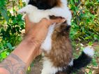 Shih Tzu Puppy