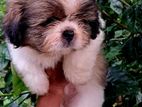 Shih Tzu Puppy