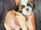 Shih Tzu Puppy