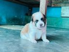 Shih Tzu Puppy