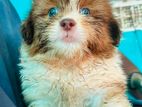 Shih Tzu Puppy