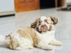 Shih Tzu Puppy