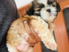 Shih Tzu Puppy