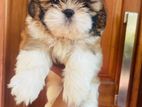 Shihtzu Puppies