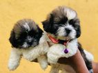 Shih Tzu Imported Puppies