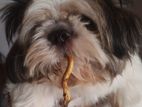 Shih Tzu Male Dog for Crossing