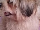 Shih Tzu Male