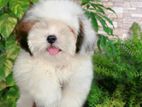 Shih Tzu Puppies